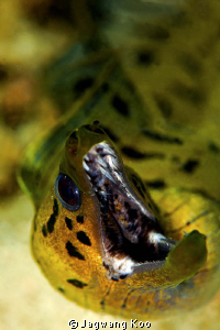 Moray Eel by Jagwang Koo 